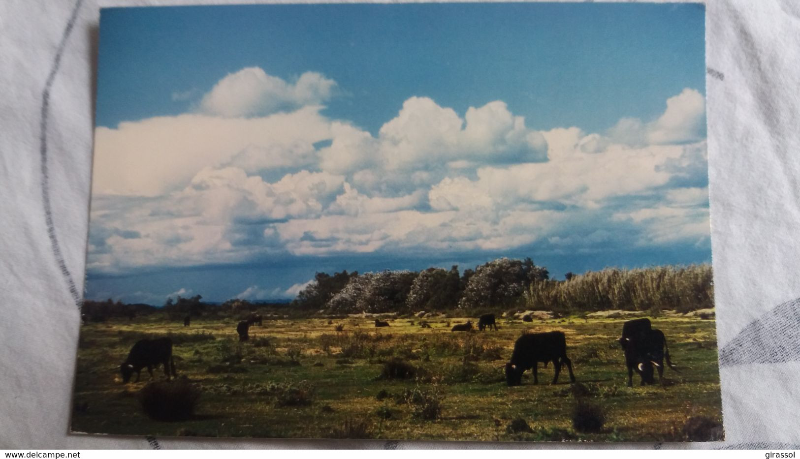 CPSM REFLET DE CAMARGUE ED CAP THEOJAC TAUREAUX - Bull