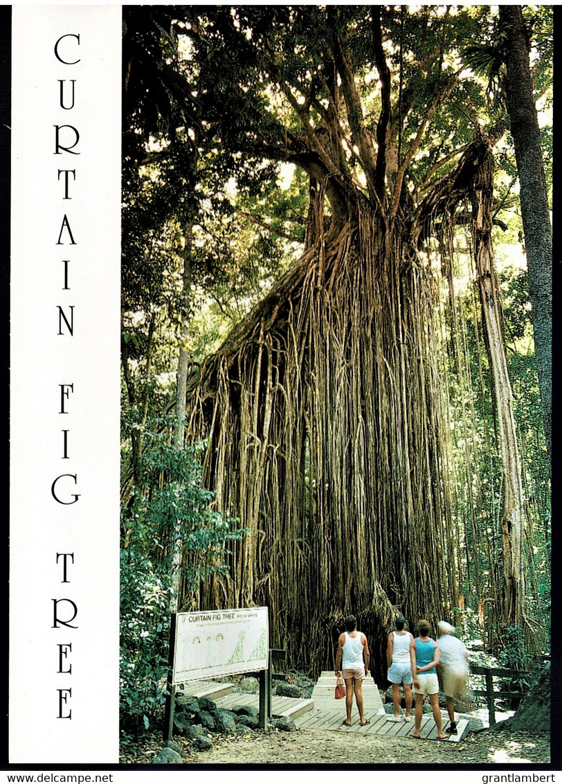 The Curtain Fig Tree, Atherton Tableland, North Queensland - Unused - Atherton Tablelands