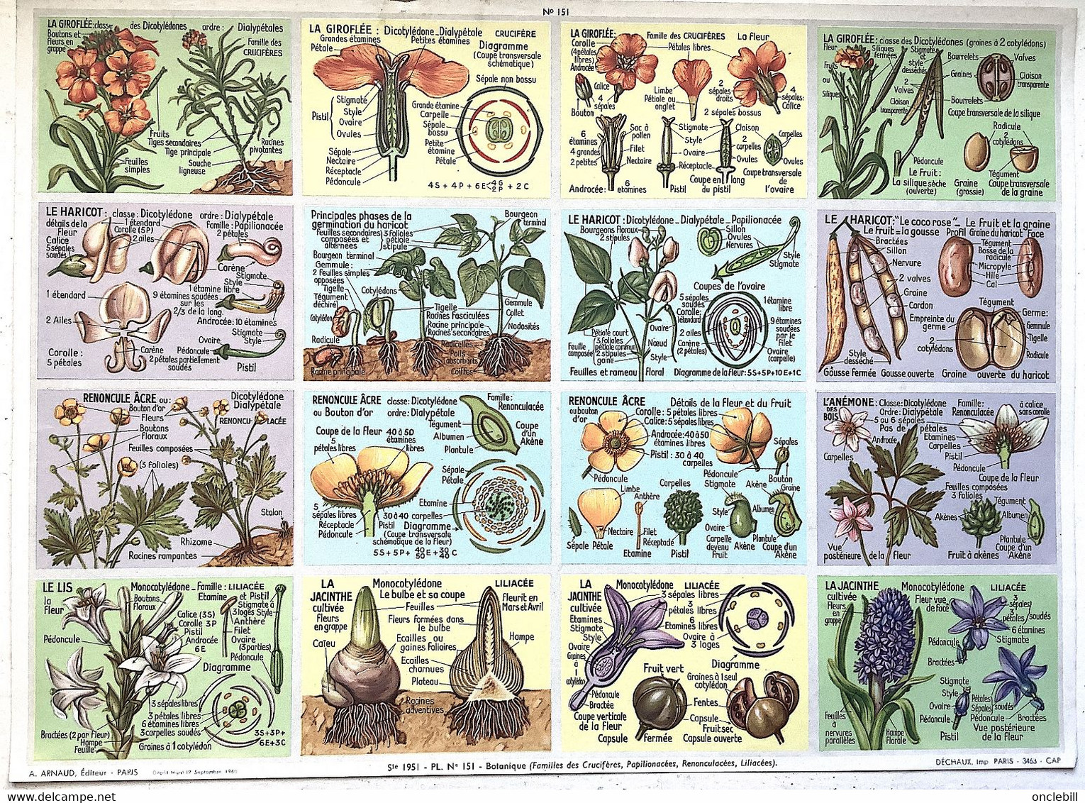 Pédagogie Ecole Images Coupes Anatomie Plantes 2 Planches Scolaires Arnaud Dechaux éditeur 1950 état Superbe - Supplies And Equipment