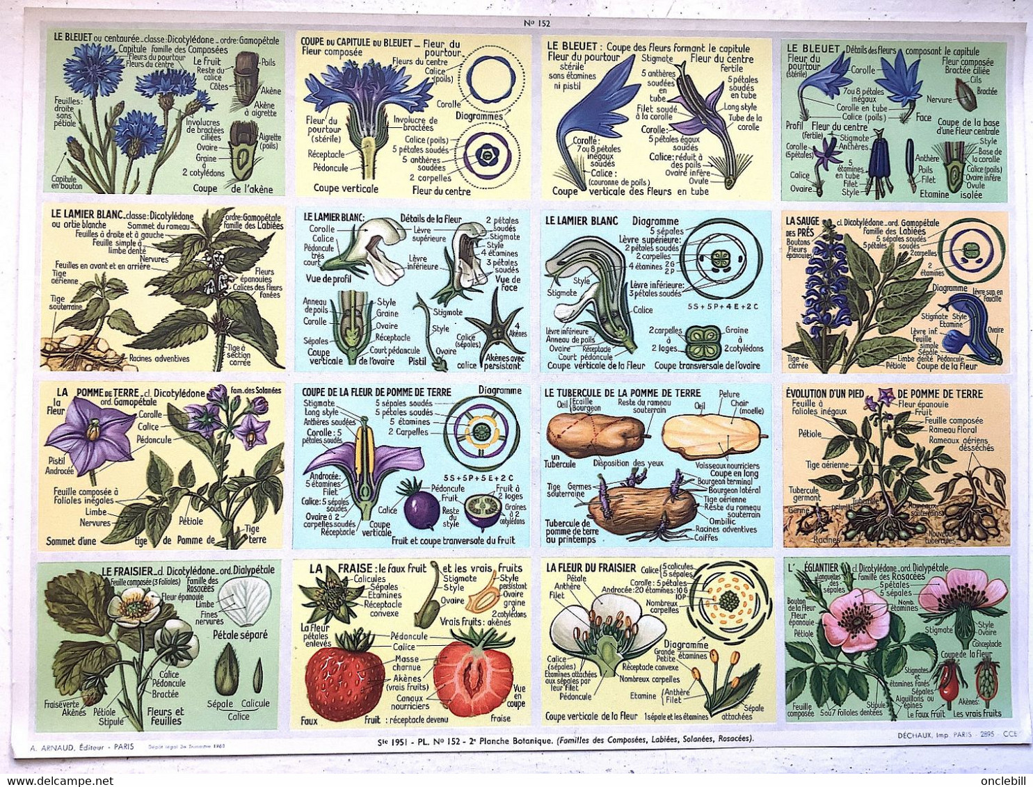 Pédagogie Ecole Images Coupes Anatomie Plantes 2 Planches Scolaires Arnaud Dechaux éditeur 1950 état Superbe - Material Y Accesorios