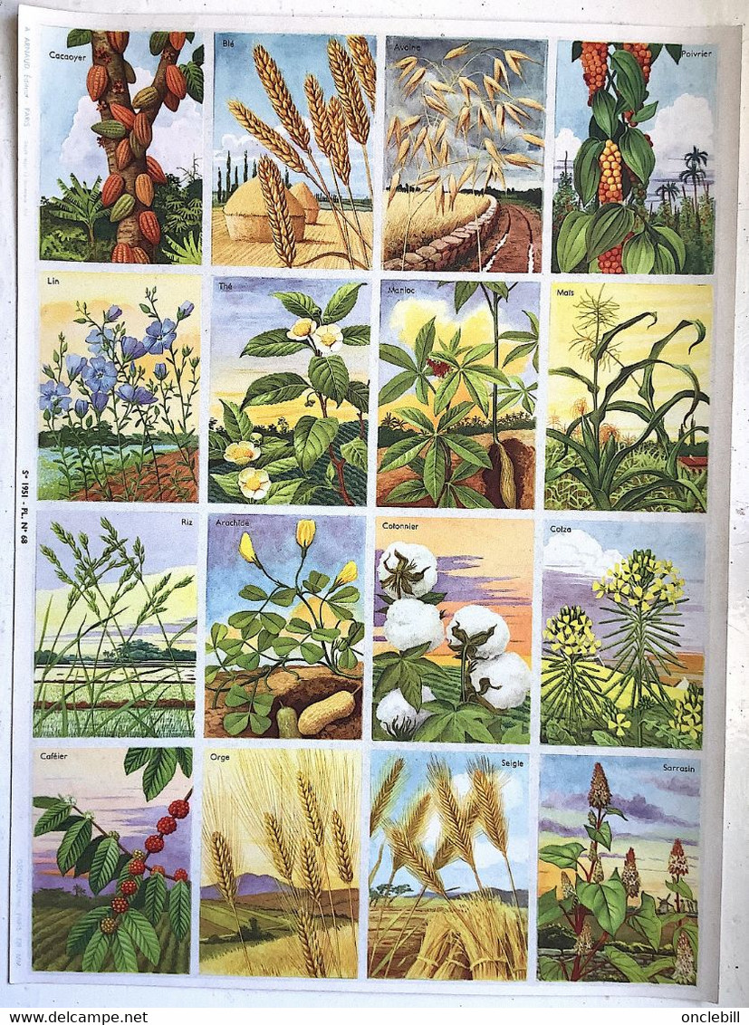 pédagogie ecole images botannique végétaux 9 planches scolaires arnaud dechaux éditeur 1950 état superbe