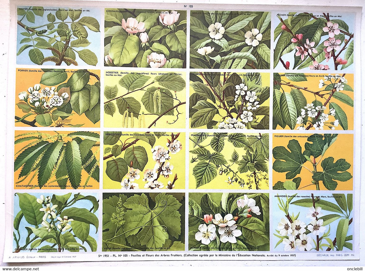 pédagogie ecole images botannique végétaux 9 planches scolaires arnaud dechaux éditeur 1950 état superbe