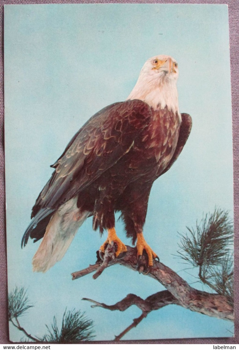 NEW YORK USA BALD EAGLE HISTORY MUSEUM NATURAL GIANT XL CARTE POSTALE ANSICHTSKARTE CARTOLINA POSTCARD PC PC AK CARD - Long Island