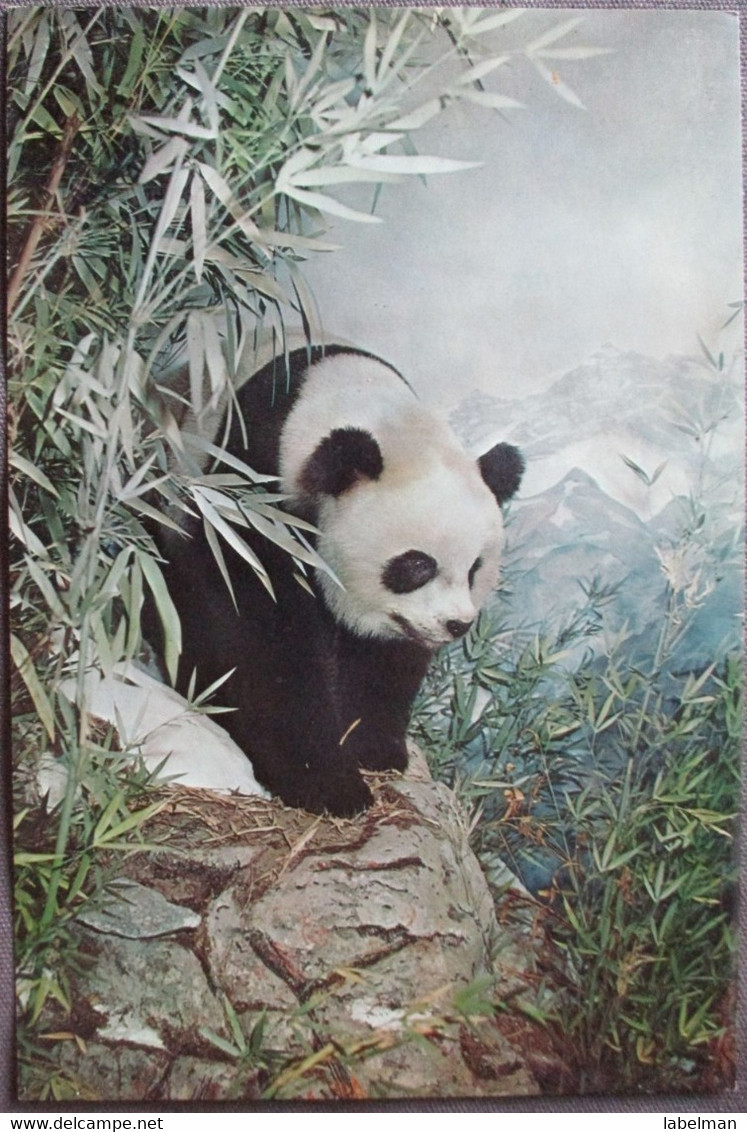 NEW YORK USA GIANT PANDA CARD HISTORY MUSEUM NATURAL GIANT XL CARTE POSTALE ANSICHTSKARTE CARTOLINA POSTCARD PC PC AK - Long Island