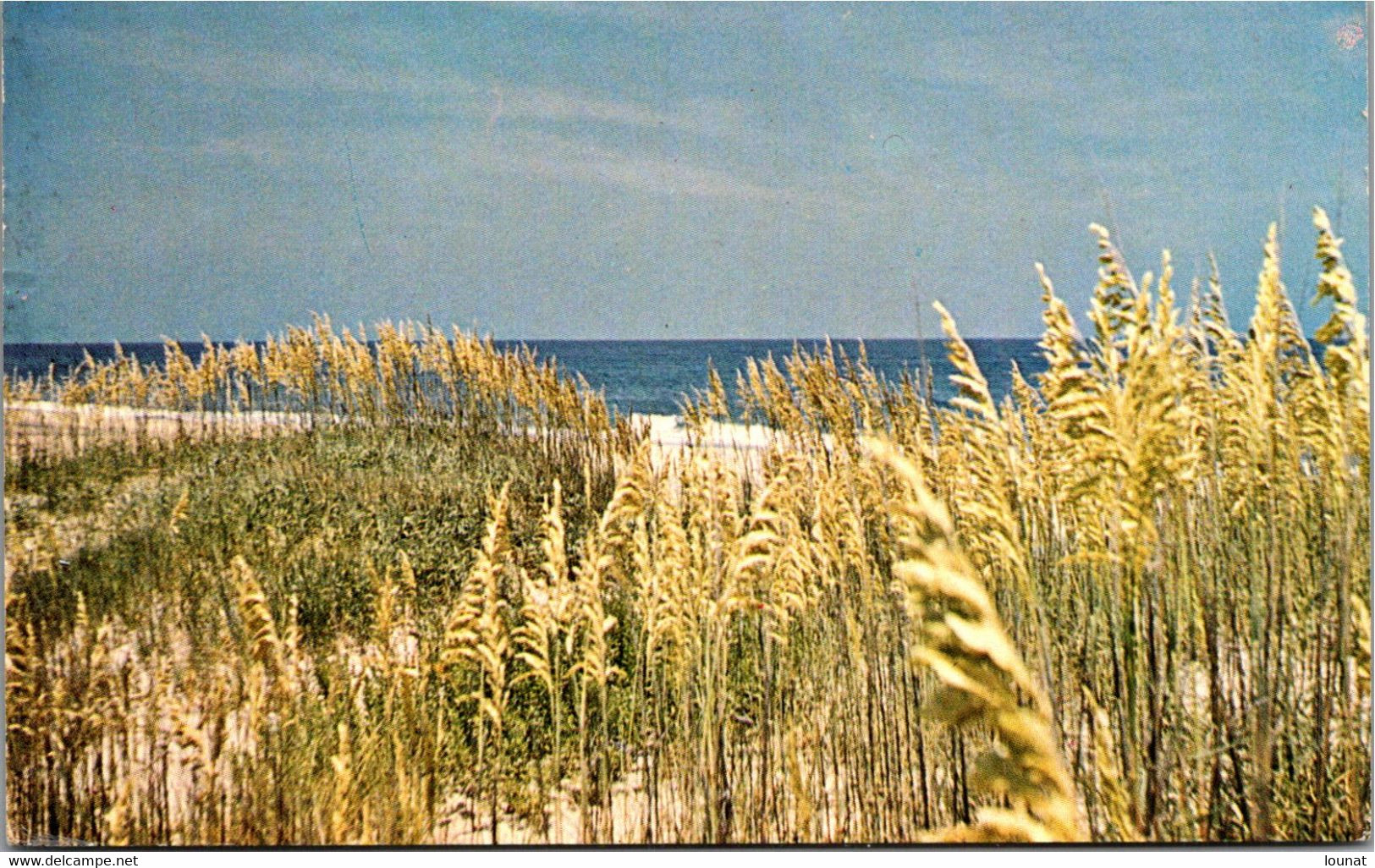 Amérique - The OUTER Banks Of North CAROLINA - Carolina Beach