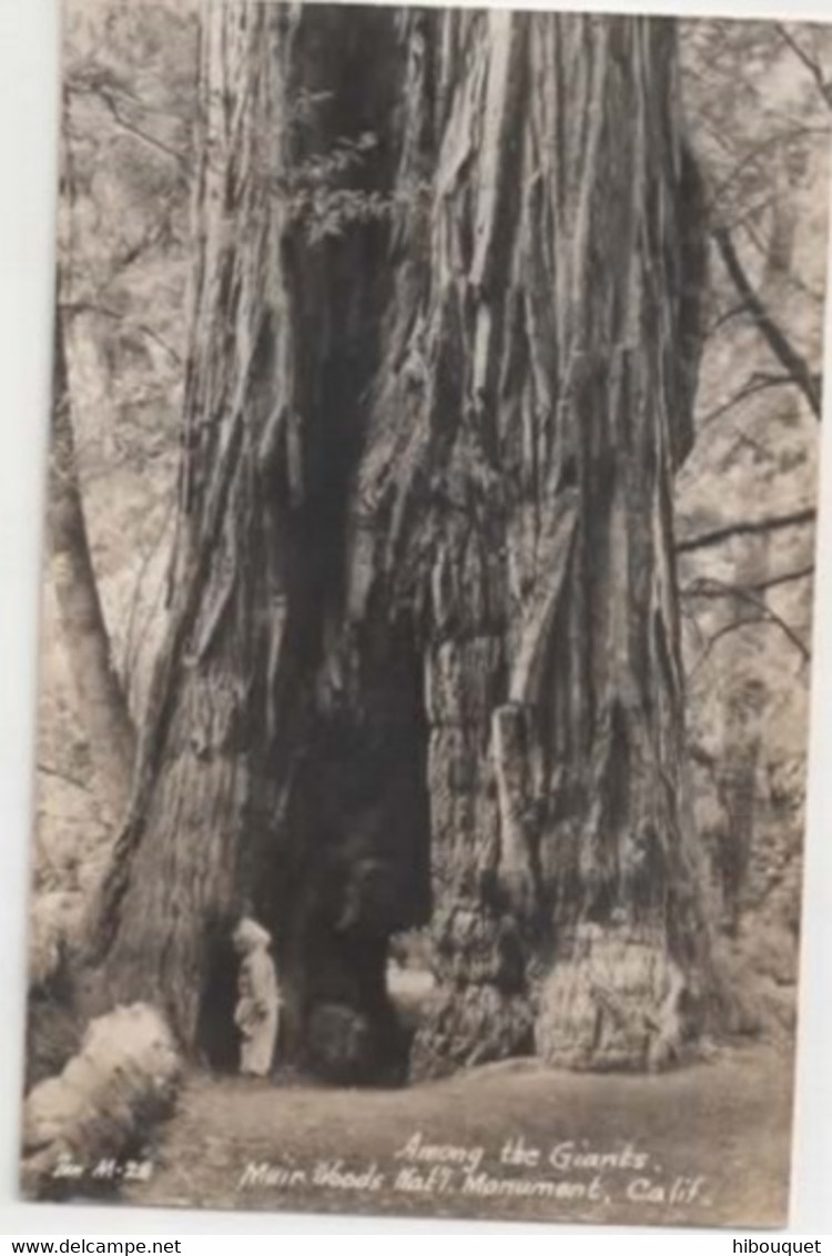 CPSM, Among The Giants, Main Woods Nat Monument, Californie - USA Nationalparks