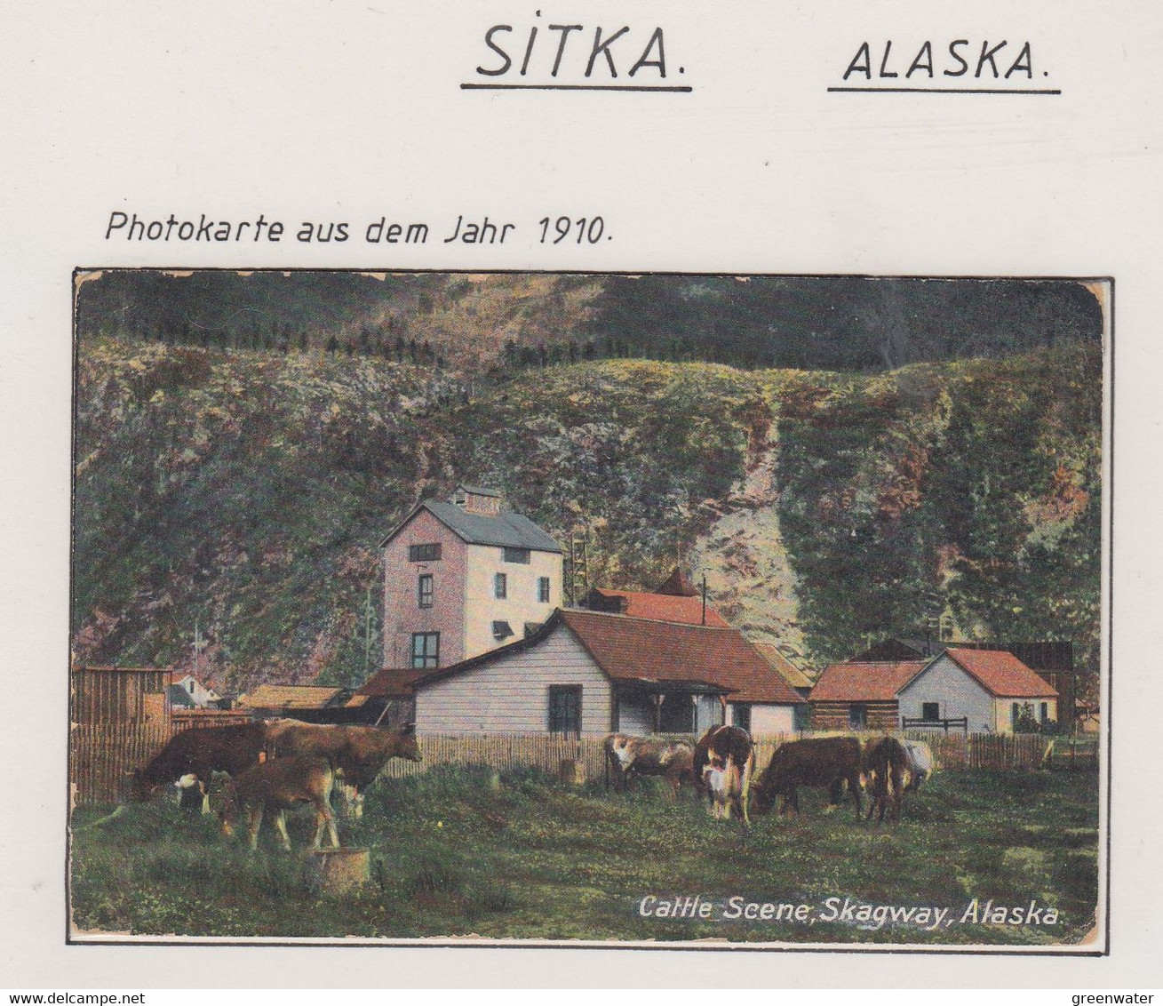 Alaska Sitka Postcard "Cattle Scene", Skagway Ca Sitka JUL 17 1910  (LS151) - Sitka