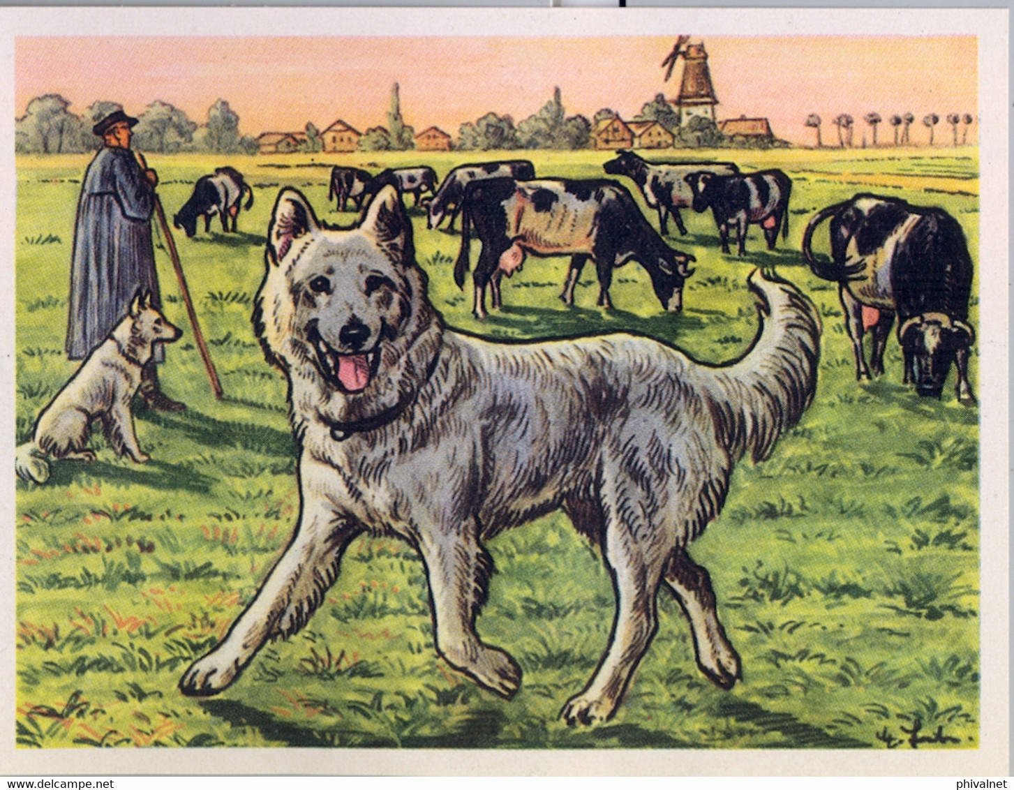 CROMOS , AUSTRIA BILDWERK , PERRO PASTOR , GANADERIA , GANADO , LOTE DE 3 PIEZAS , DOG , SCHÄFERHUND , CHIEN , SHEPHERD - Other Brands