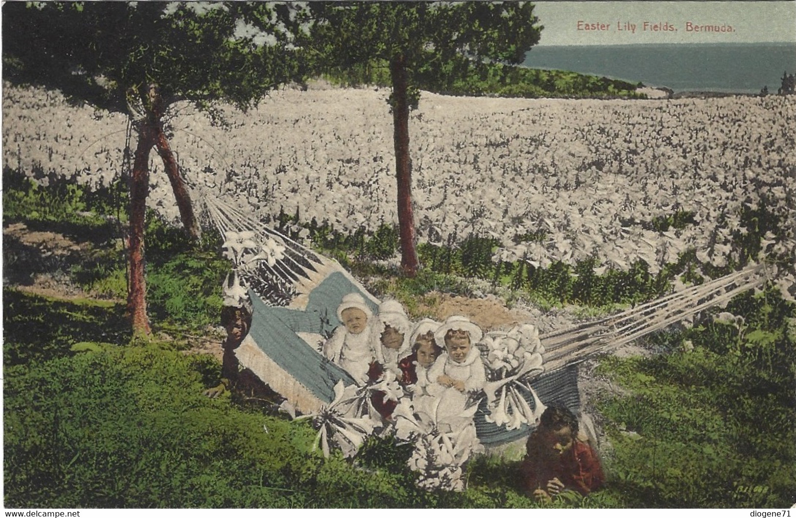 Easter Lily Fields Bermuda Animation Children - Bermudes