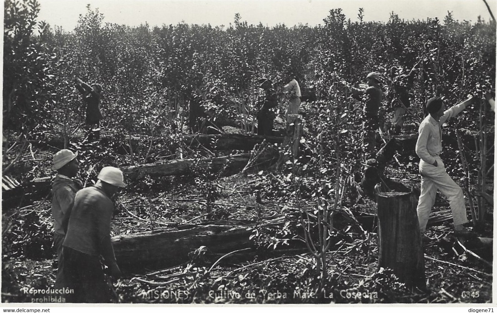 Misiones Cultivo De Yerba Maté La Cosecha Photo Postcard - Argentinië