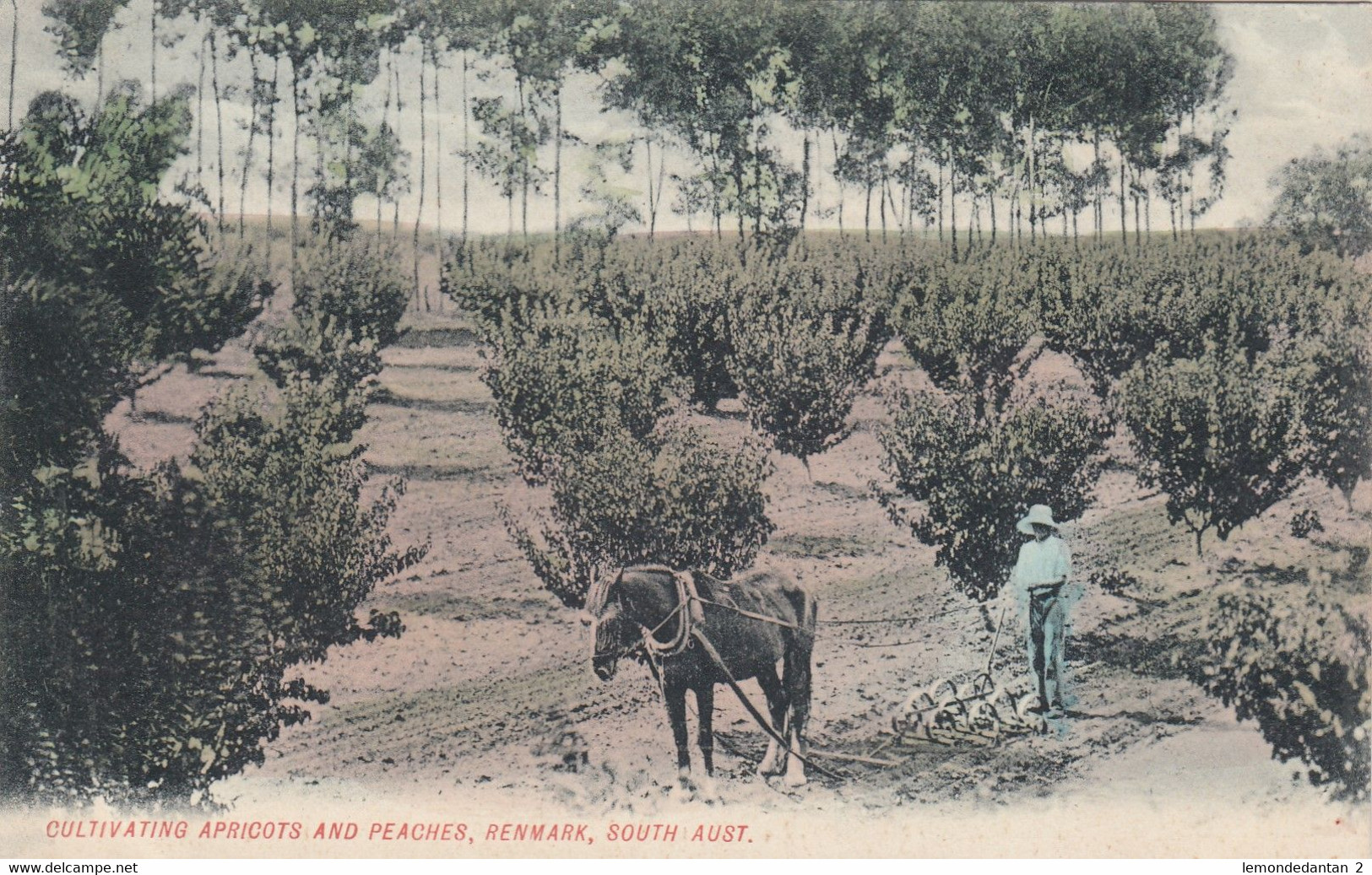 Cultivating Apricots And Peaches - Renmark - South-Australia - Sonstige & Ohne Zuordnung
