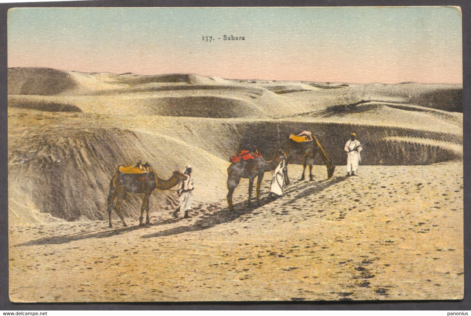 Western Sahara Africa, Camel - Sahara Occidental