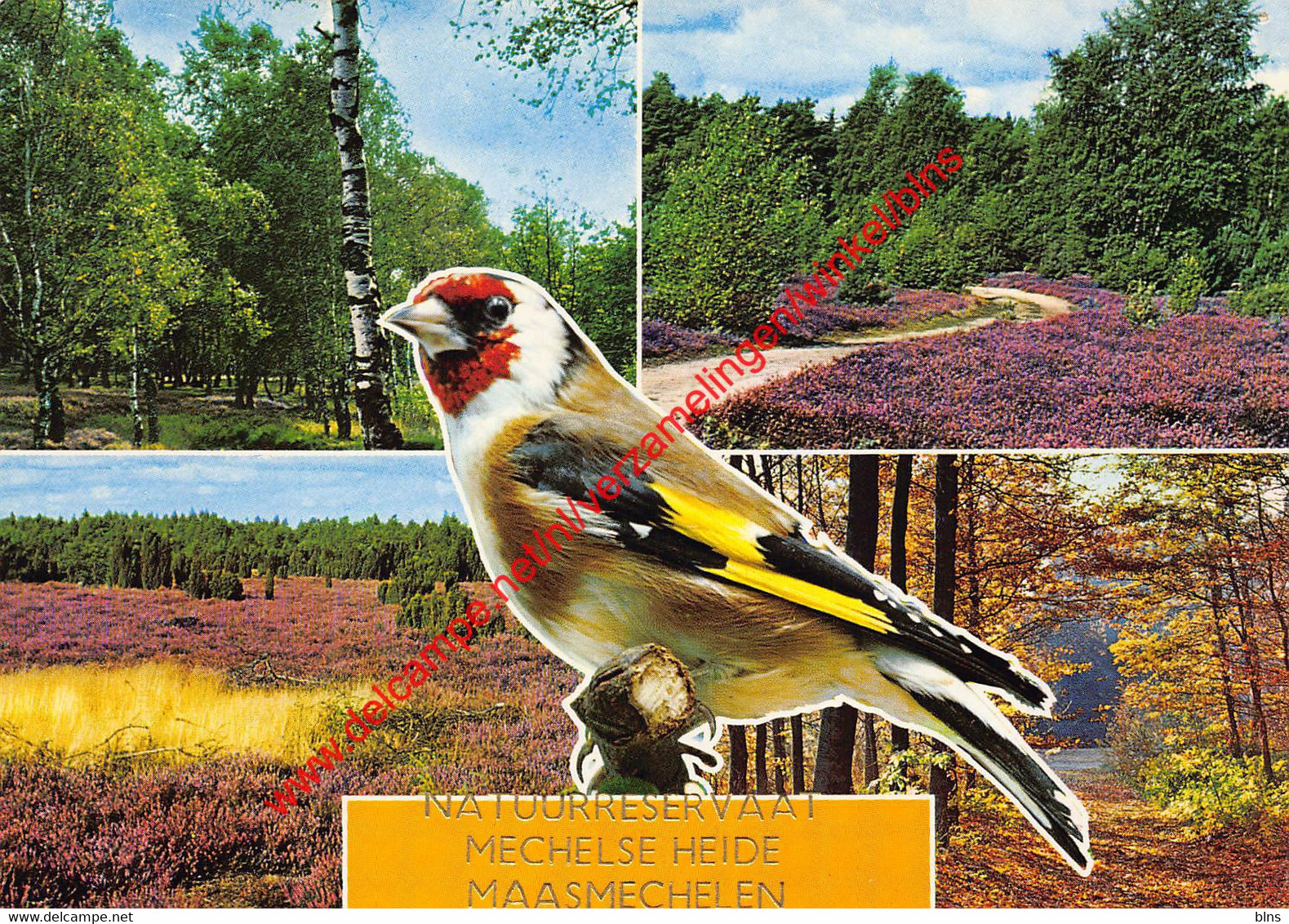 Natuurreservaat Mechelse Heide - Maasmechelen - Maasmechelen
