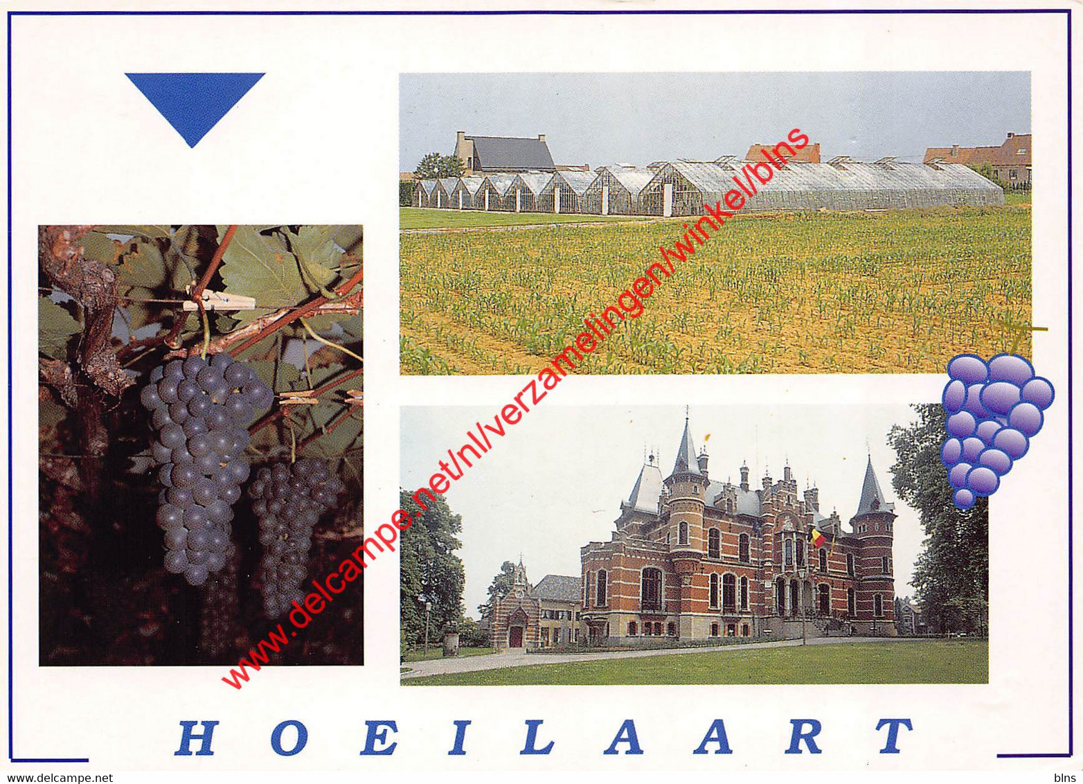 Gemeentehuis - Druivenserres - Tros Druiven - Hoeilaart - Hoeilaart