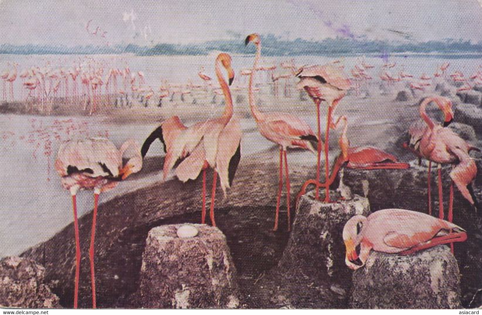 Flamingoes In Bahama Islands From Brazil To Florida Keys Flamant Rose French Air To Journal Fléchois La Fleche Sarthe - Bahama's