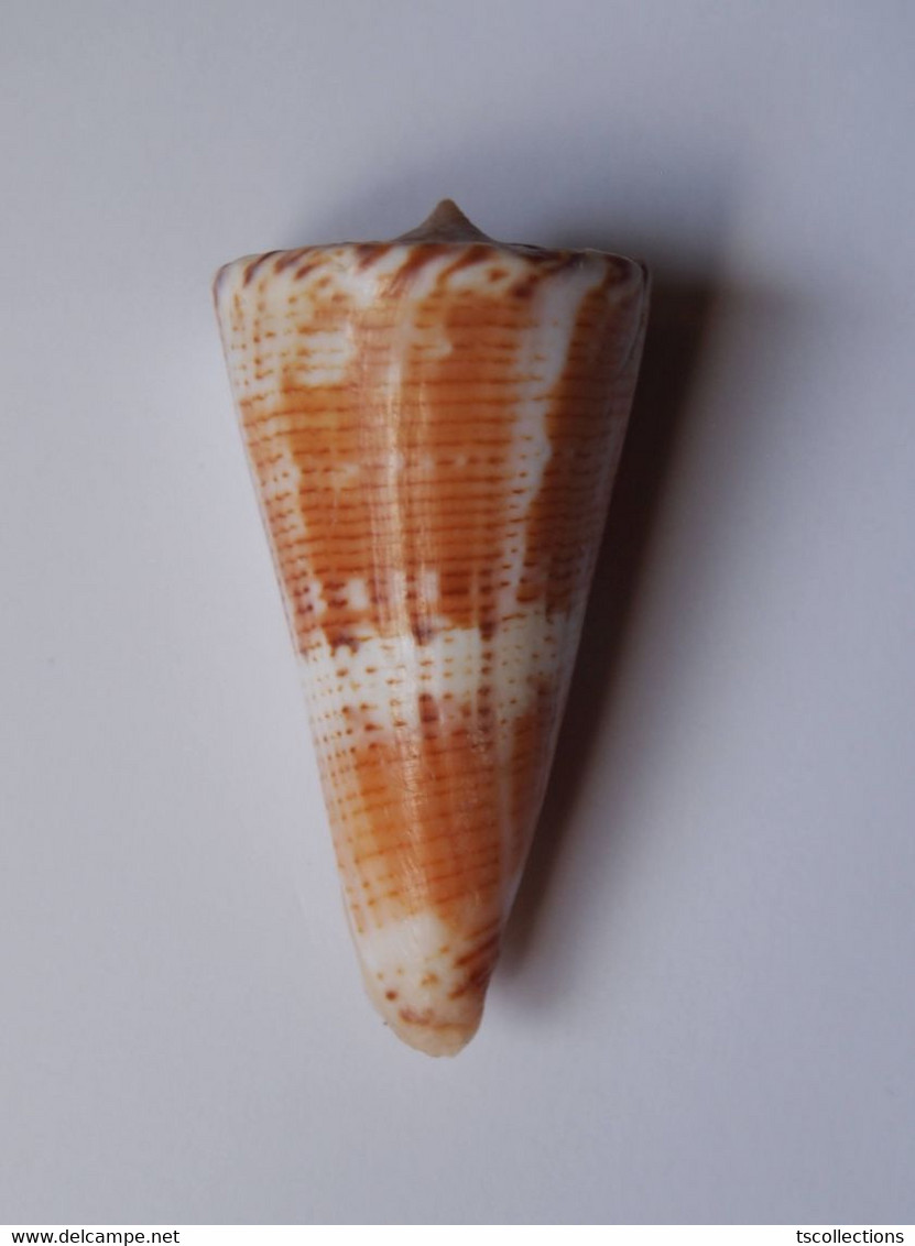 Conus Voluminalis - Coquillages