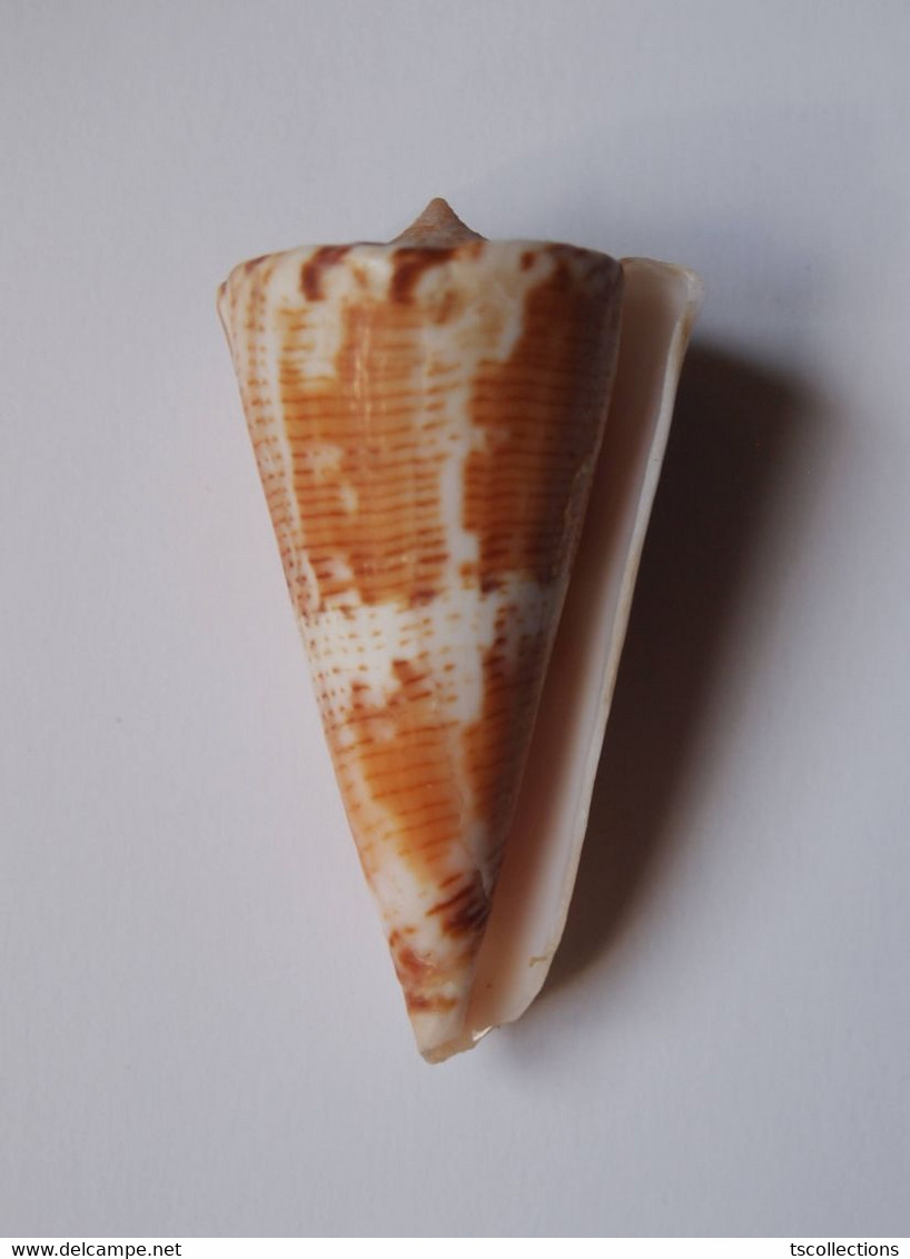 Conus Voluminalis - Coquillages