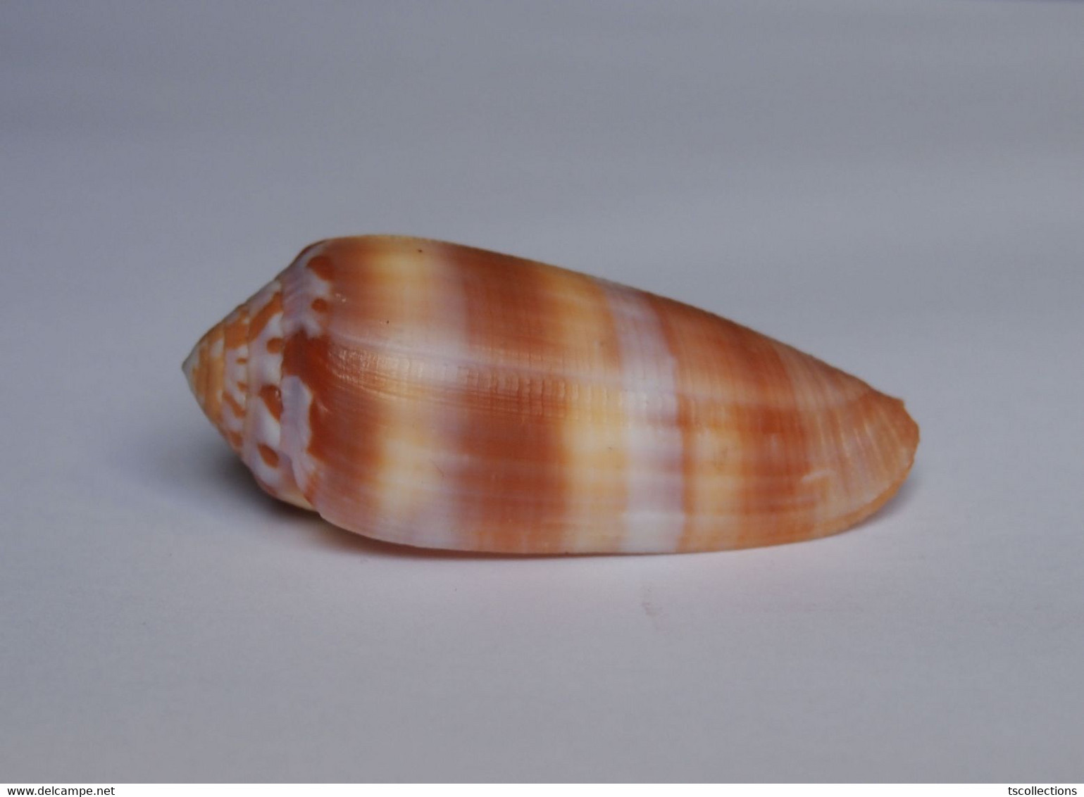 Conus Circumcisus - Coquillages