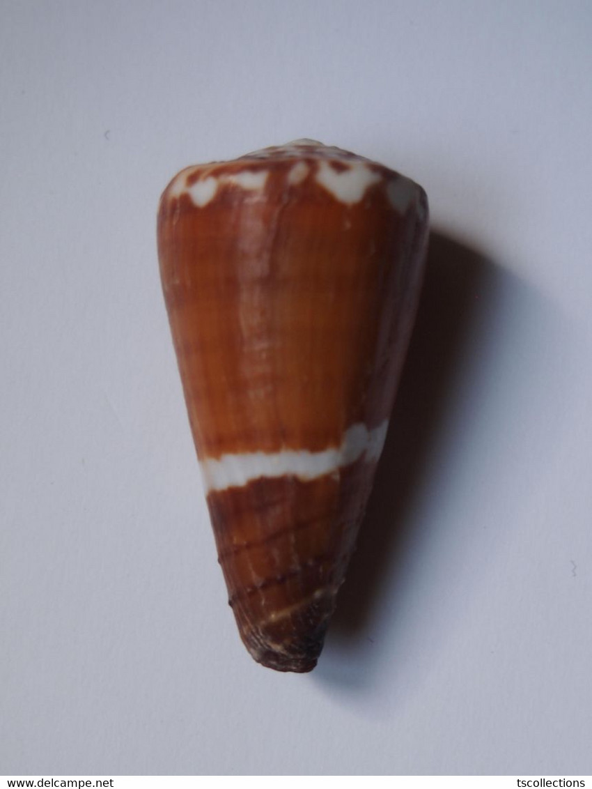 Conus Litoglyphus - Coquillages