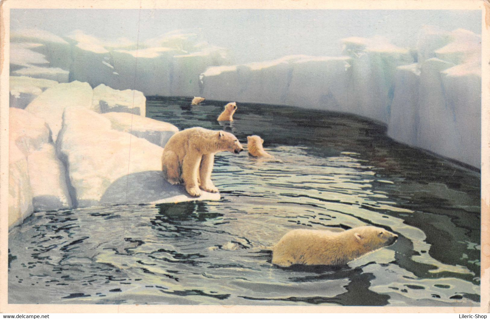 PARC ZOOLOGIQUE DU BOIS DE VINCENNES PARIS  - Le Bassin Des Ours Blancs. CPSM ±1950 ♦♦♦ - Orsi