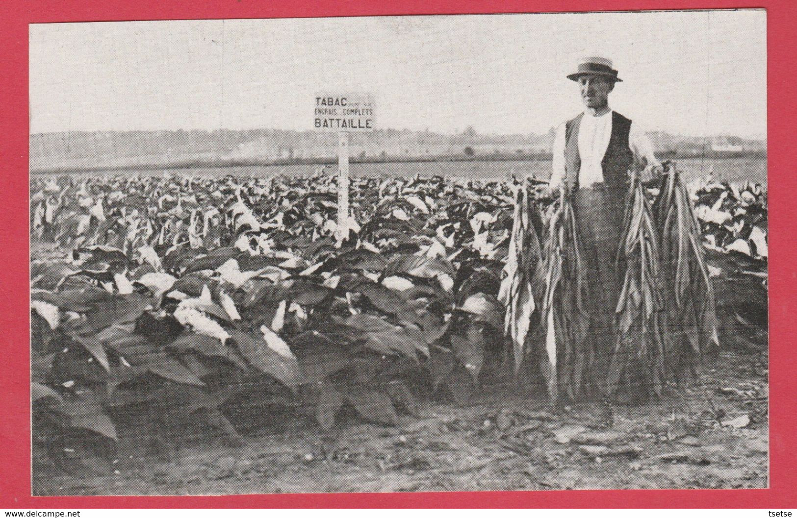 Havré - Tabac Chez Mr M. Donfut , Planteurs ( Voir Verso ) - Leuze-en-Hainaut