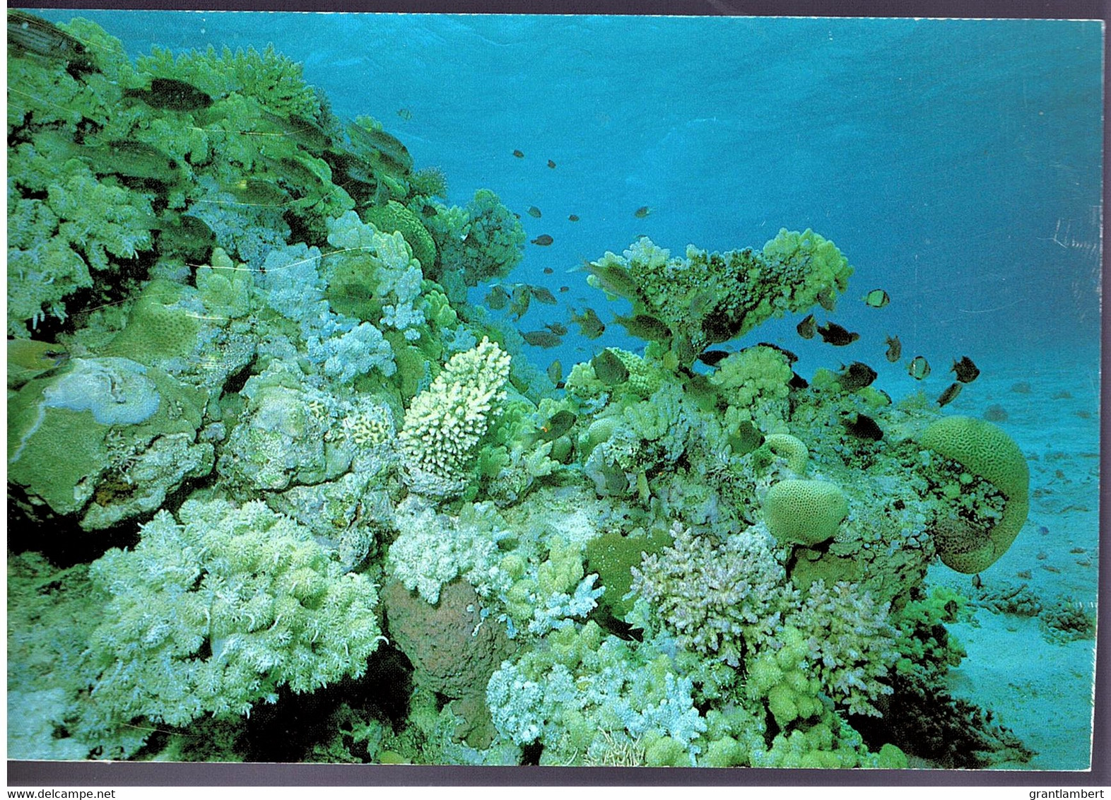 Fish & Coral, Outer Great Barrier Reef, Queensland - Unused - Great Barrier Reef