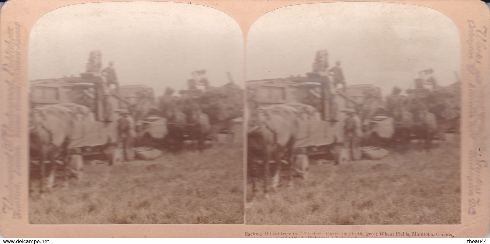 CANADA  -  MANITOBA  -   Cliché Albuminé Stéréo De La Mise Sac Du Blé Sortant De La Batteuse En 1900  - Agriculture - Otros & Sin Clasificación