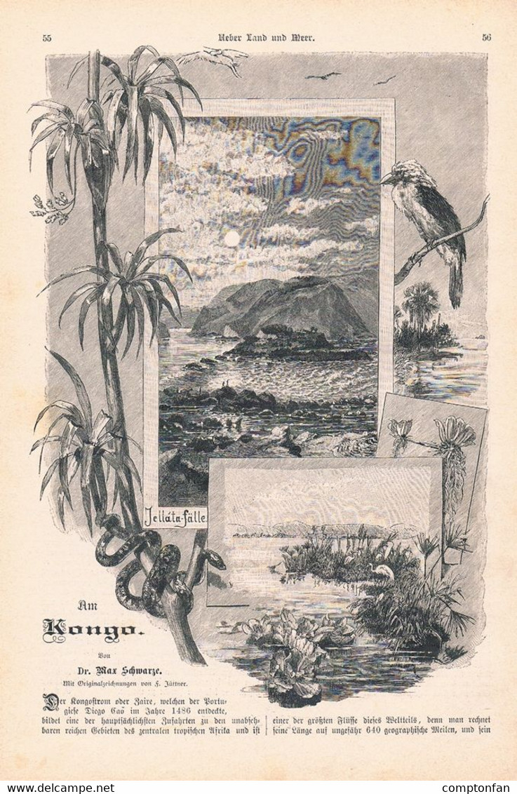 1303 Franz Jüttner Max Schwarze Am Kongo Afrika Artikel / Bilder 1890 !! - Política Contemporánea
