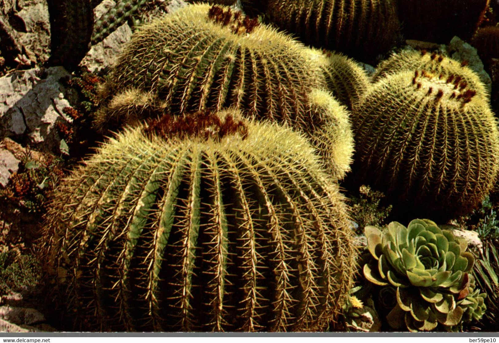 PRINCIPAUTE AU MONACO LE JARDIN EXOTIQUE ECHINOCACTUS GRUSONII (CACTEE MEXIQUE) - Cactusses