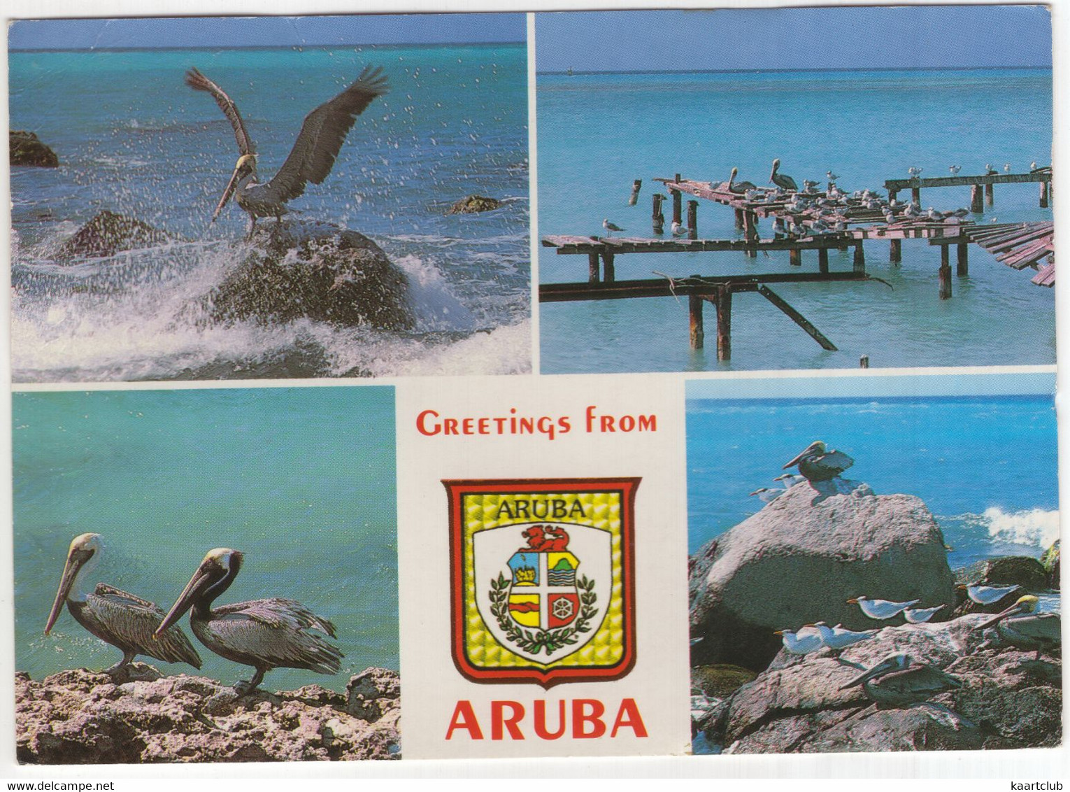 Greetings From Aruba - A Collection Of Pelicans - (Antillen) - Aruba