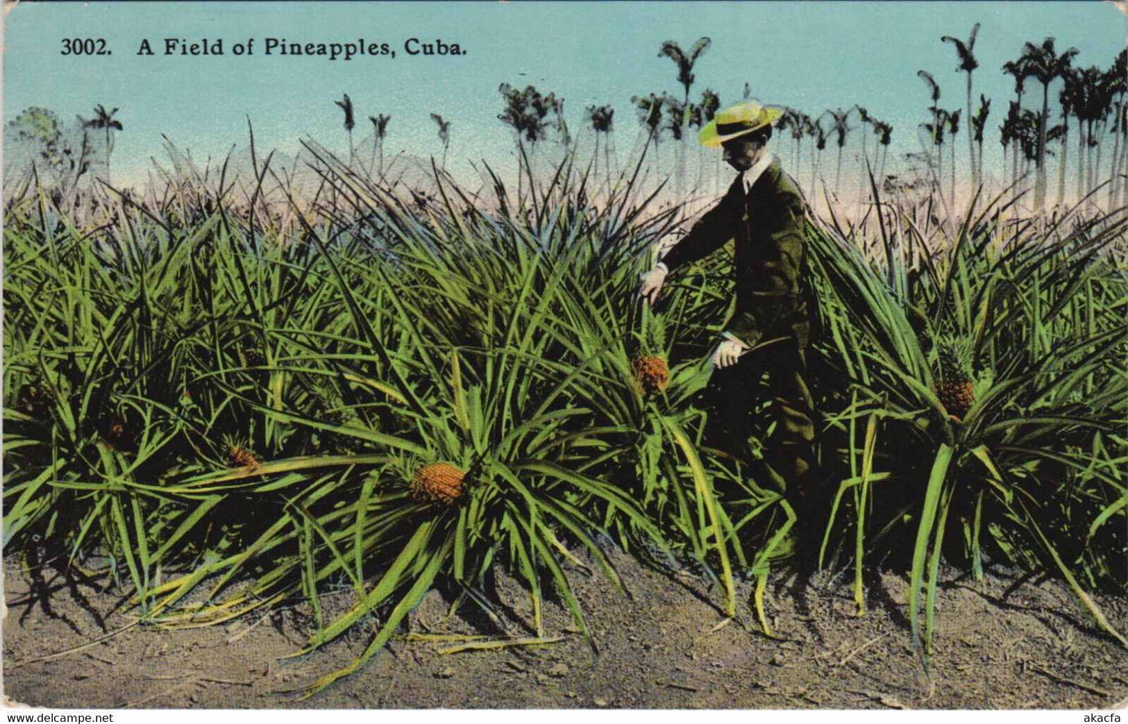 PC CUBA, A FIELD OF PINEAPPLES, Vintage Postcard (b42823) - Cuba