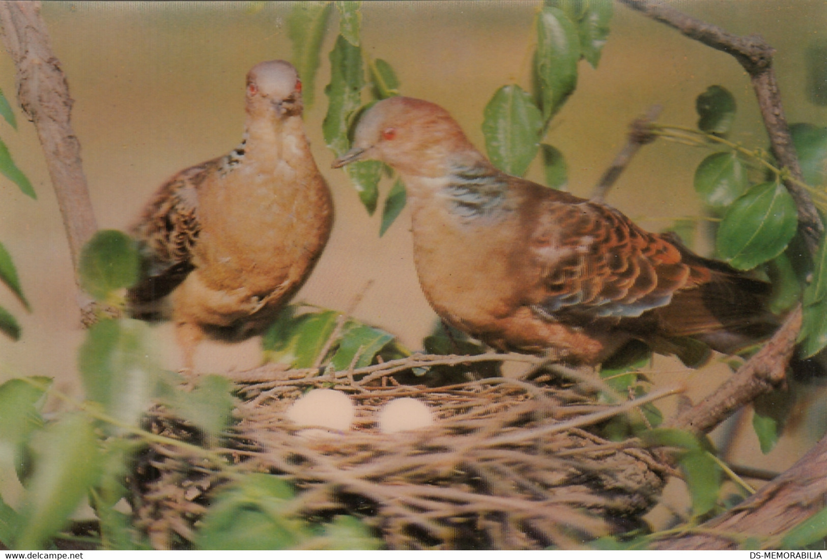 North Korea - Fauna - Eastern Turtle Dove Birds Nest 3 D Dimensional Postcard - Corée Du Nord