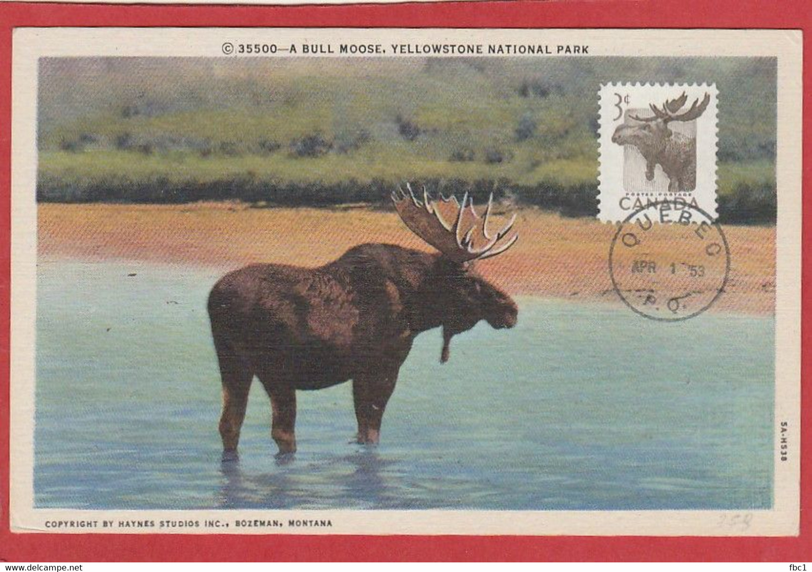 Canada - Carte Maximum - A Bull Moose -1953 - Maximum Cards