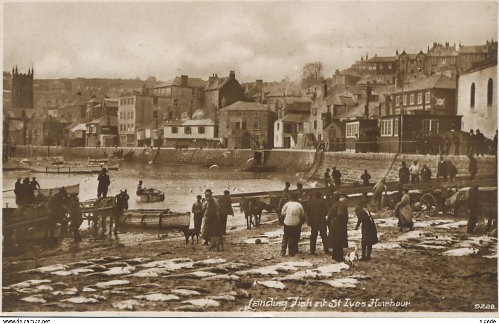 Real Photo St Ives Landing Fish Harbour Debarquement Du Poisson Used To Samois 77 - St.Ives