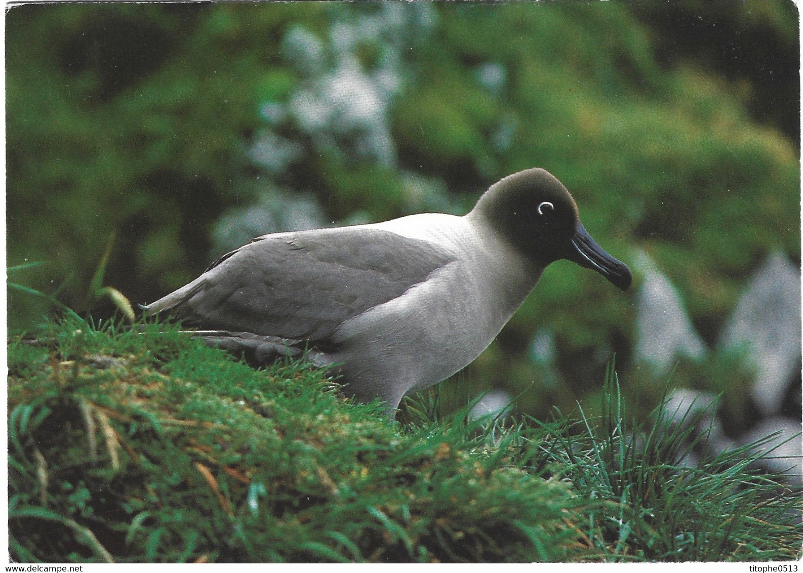 FRANCE. Carte Postale écrite. Albatros. - TAAF : Terres Australes Antarctiques Françaises