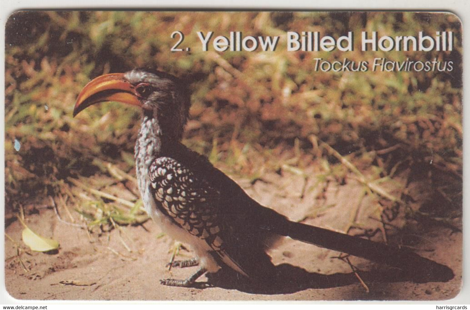 ΝΑΜΙΒΙΑ - Yellow Billed Hornbill (Bird) ,20 $ ,used - Namibia