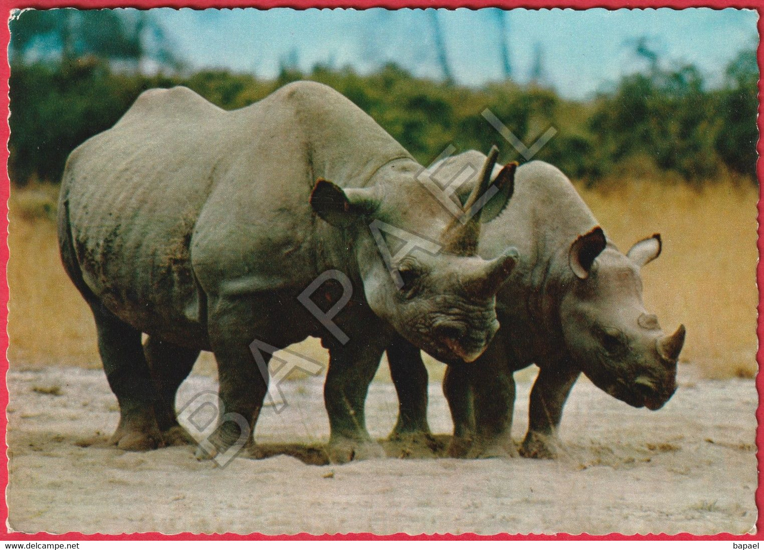 Rhinocéros Noirs (Diceros Bicornis) - Rhinozeros