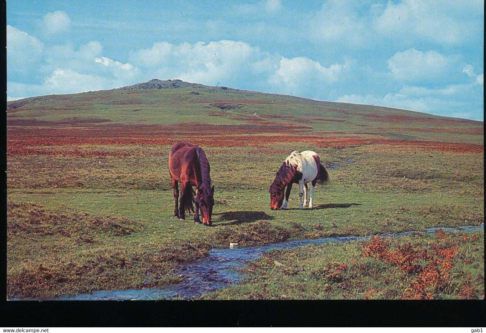 Angleterre --  Dartmoor Ponies - Dartmoor