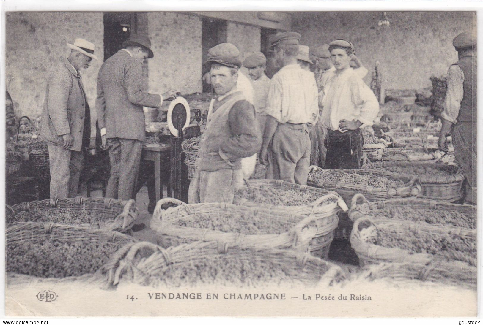 Vendanges En Champagne - La Pesée Du Raisin - Vignes