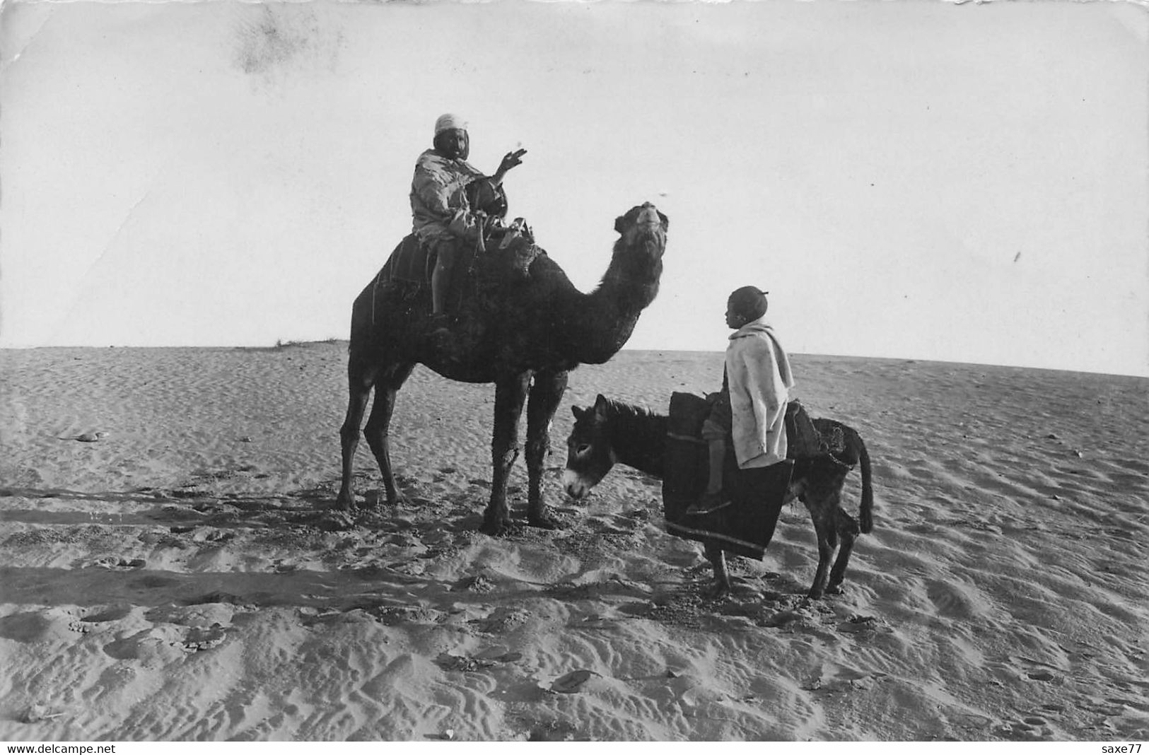 AFRIQUE - Une Rencontre - Chameau Et âne - Sahara Occidental