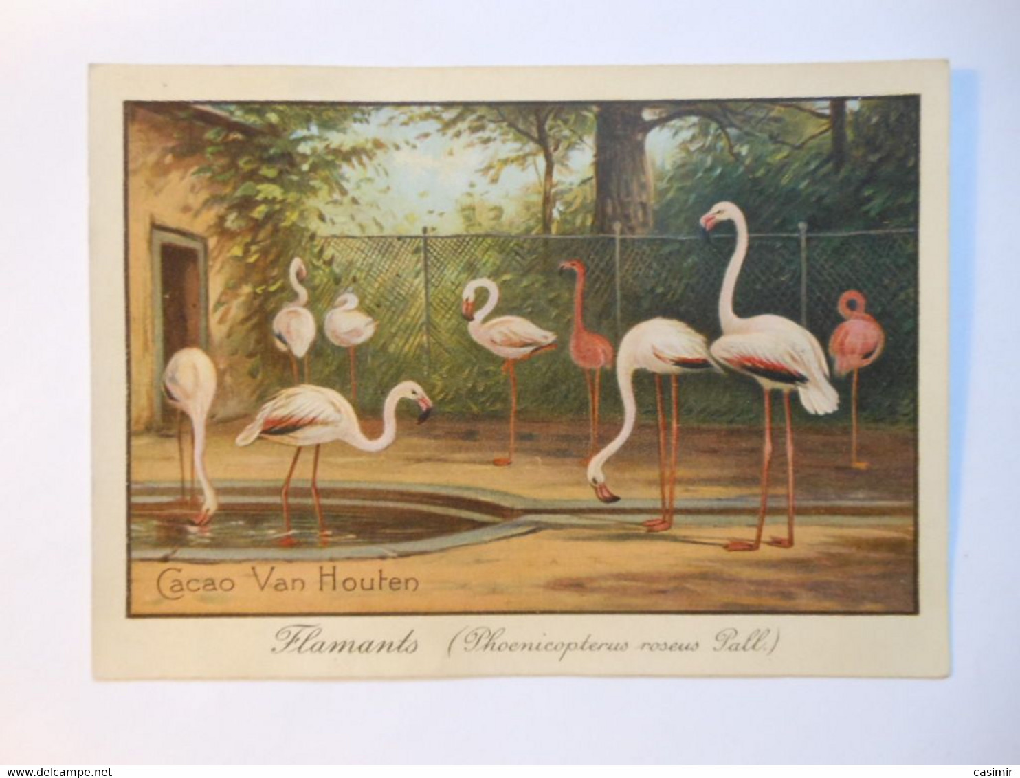 B0063b - Image Chromo CACAO VAN HOUTEN - Flamants Roses - Chocolat