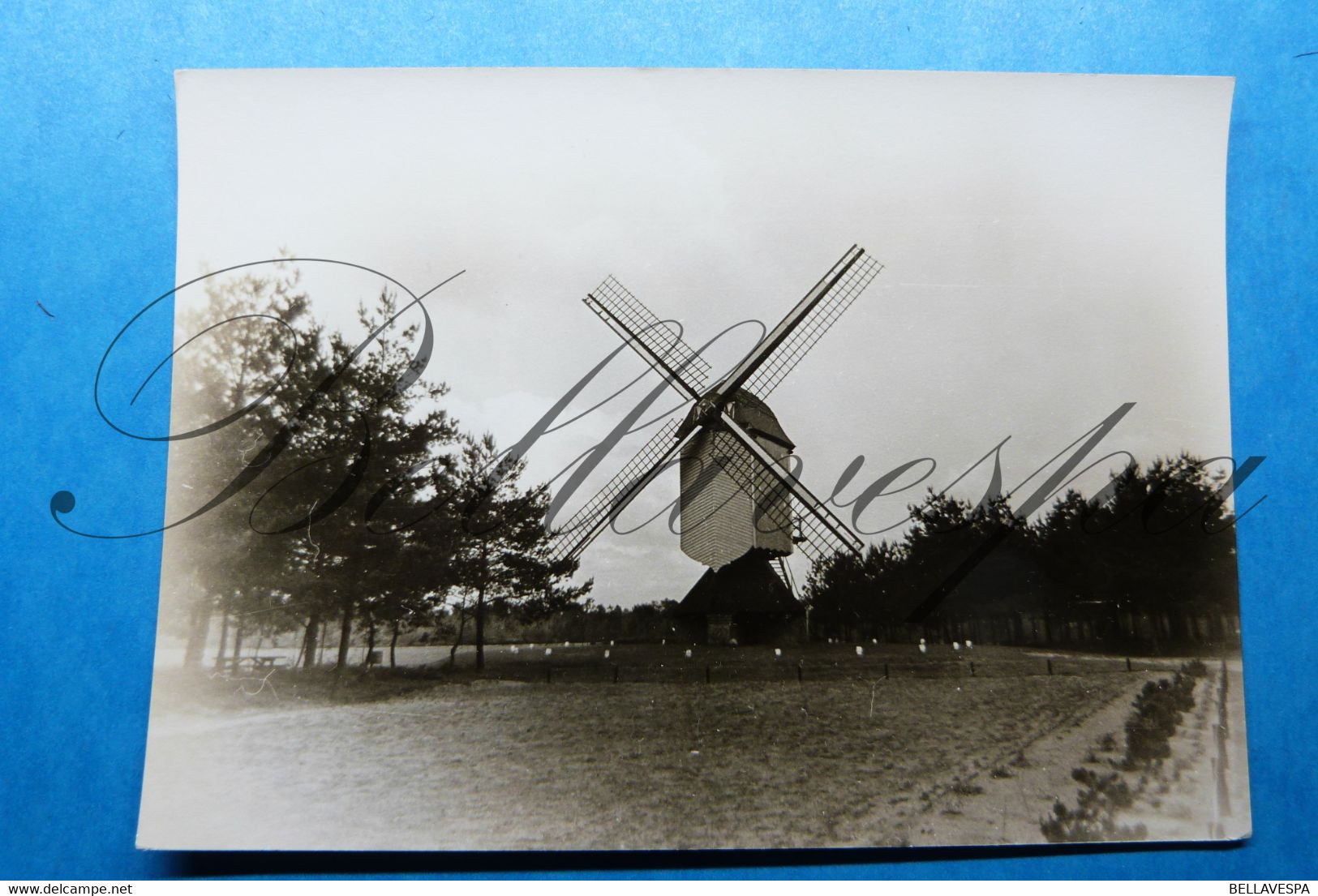 Grote-Brogel Groote-Brogel Regio Peer  Fotokaart Windmolen Molen Moulin A Vent /druk Minstens Van Of Ouder Dan  1974 - Peer