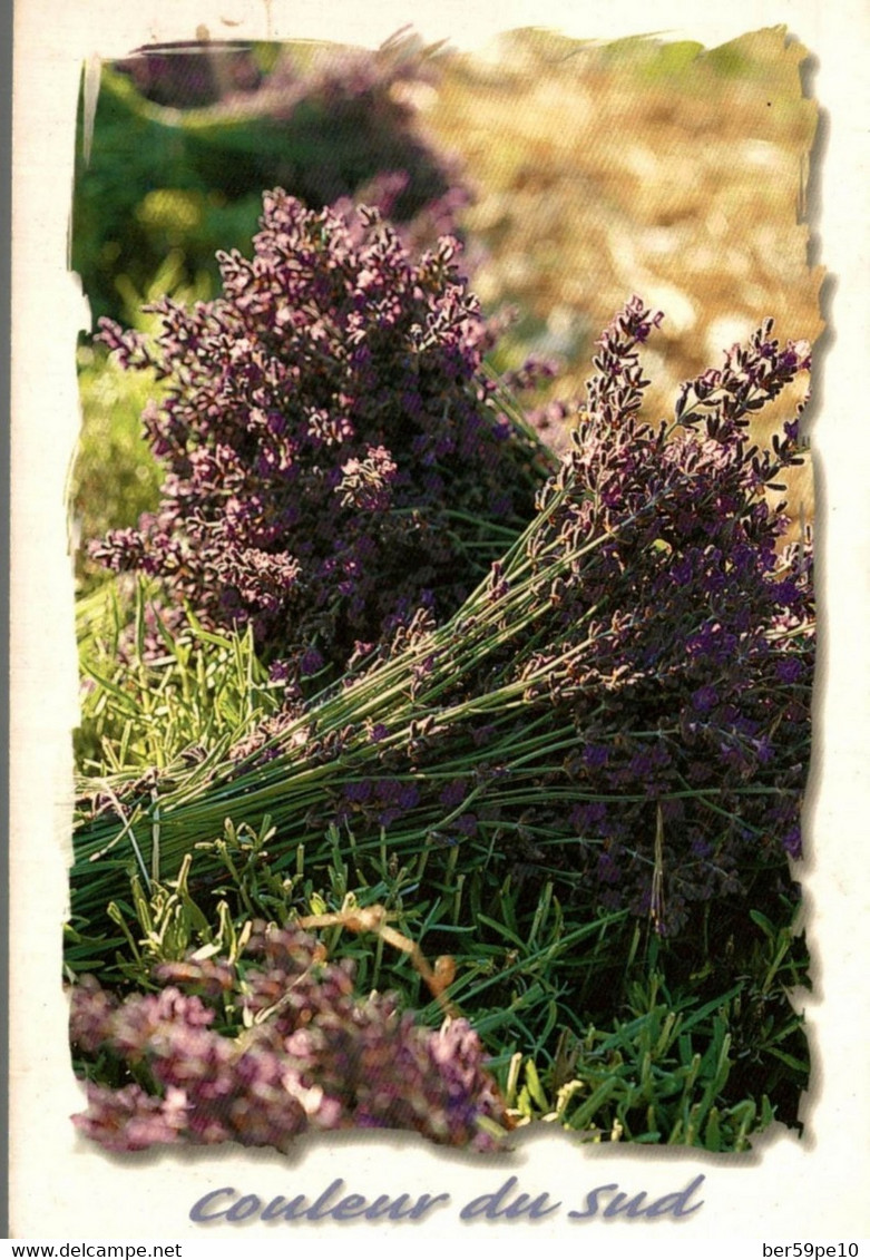 COULEUR DU SUD LAVANDE - Geneeskrachtige Planten