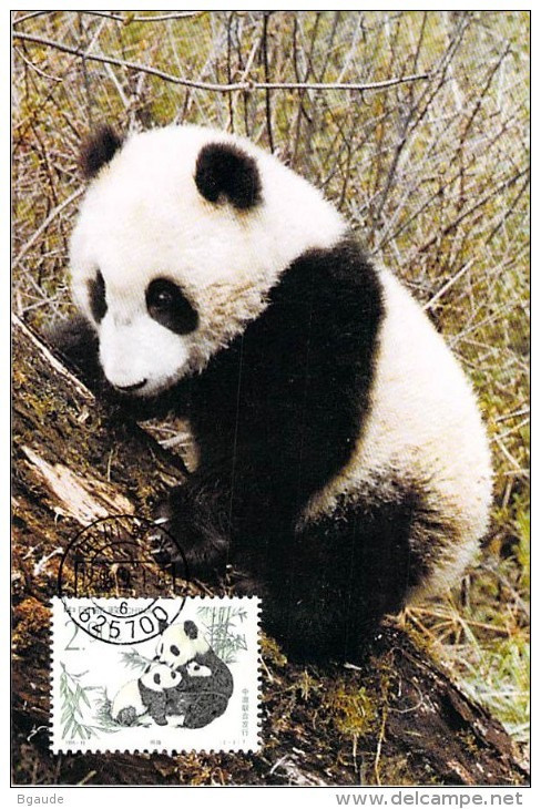 CHINE CARTE MAXIMUM NUM.YVERT 3310 ANIMAUX PANDA - Cartes-maximum