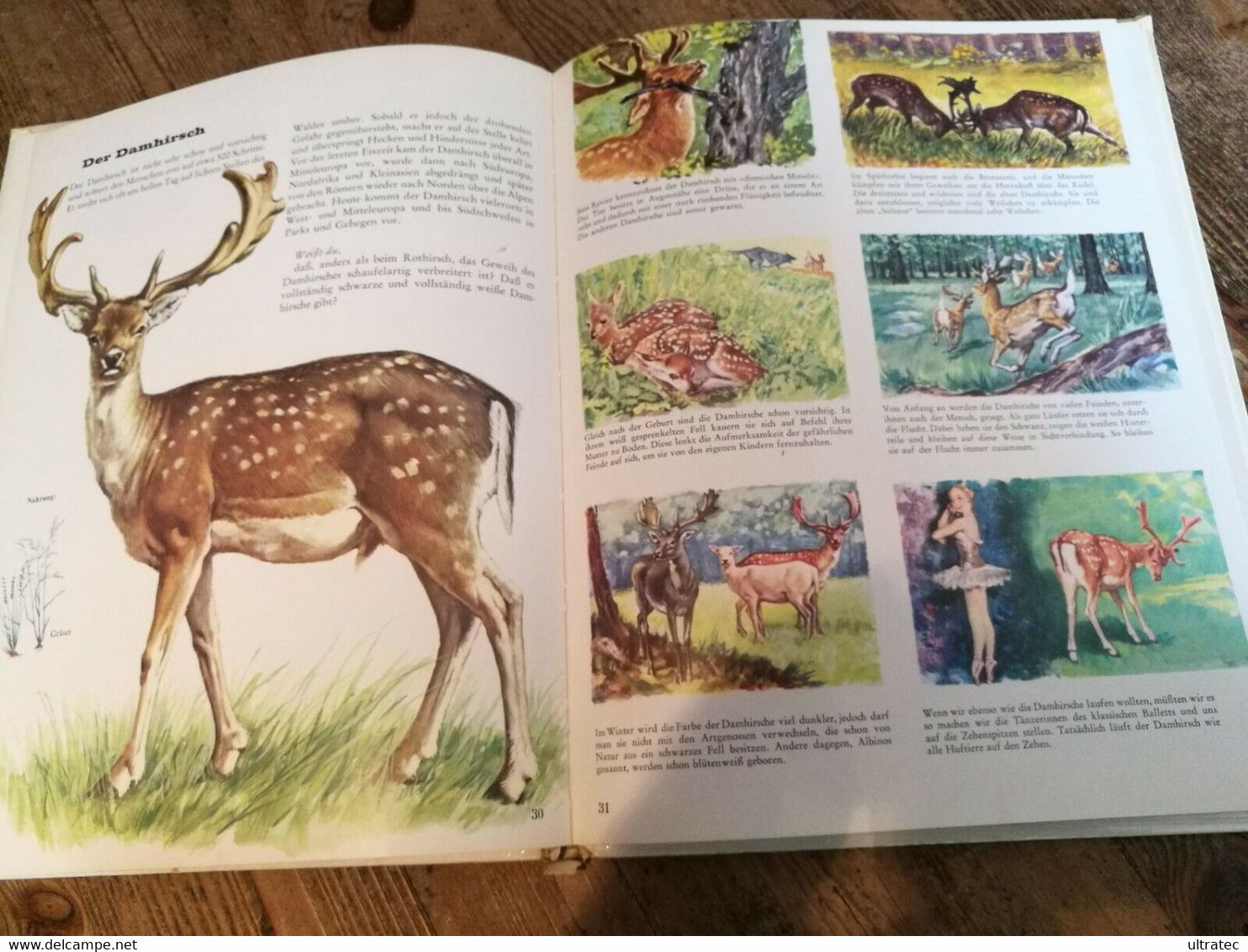 Bunter Kinder Kosmos «Tiere Aus Berg Und Tal» Tolles Antikes Kinderbuch 1976 - Sachbücher