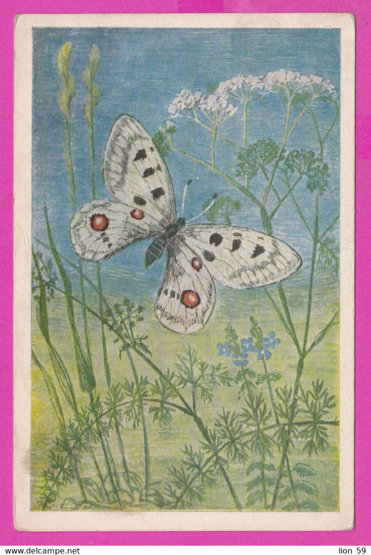279951 / Ostrowy, Poland Illustrator Roman Owidzki - Niepylak Apollo (Parnassius Apollo) Insects Butterfly PC 1952 - Papillons
