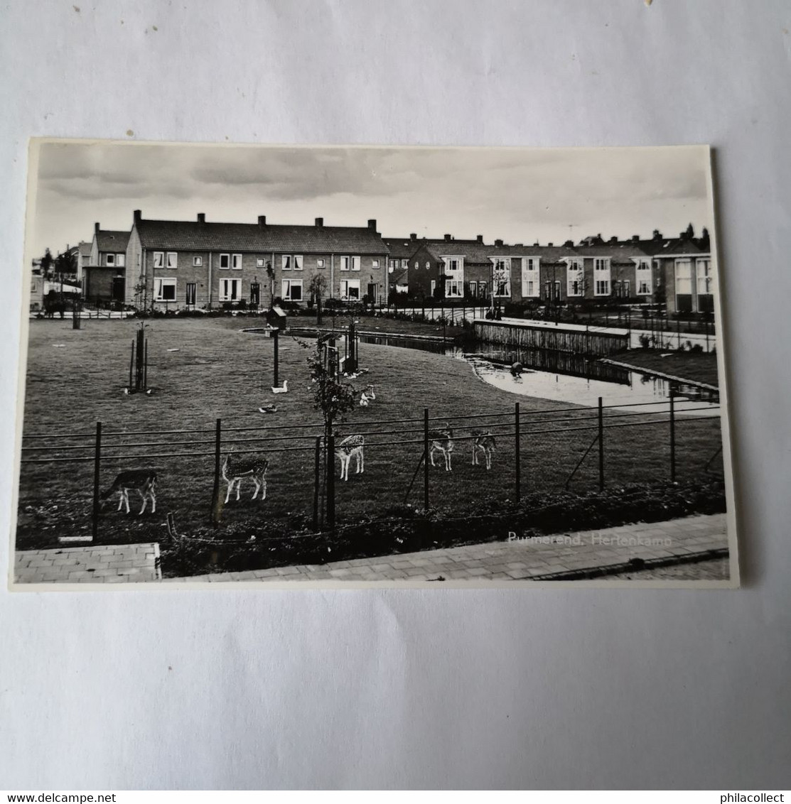 Purmerend // Hertenkamp En Omgeving Ca 1966 - Purmerend