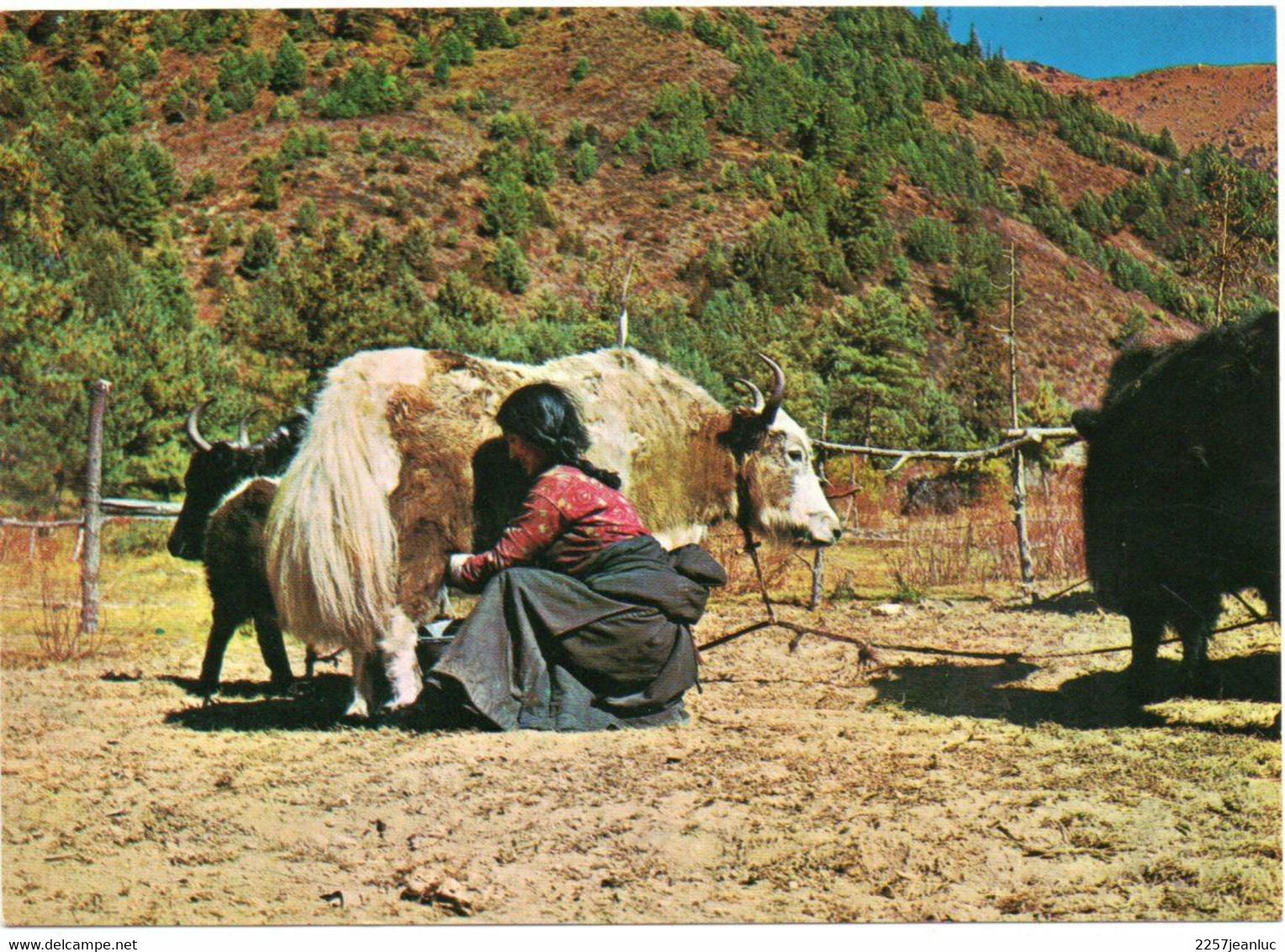 CPM - Népal Sherpa Pa Girl And Yak - Courtesy : Dept .of - Népal