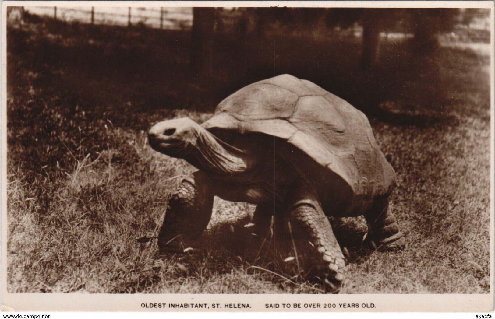 PC SAINT HELENA, OLDEST INHABITANT, Vintage REAL PHOTO Postcard (b44191) - Santa Helena