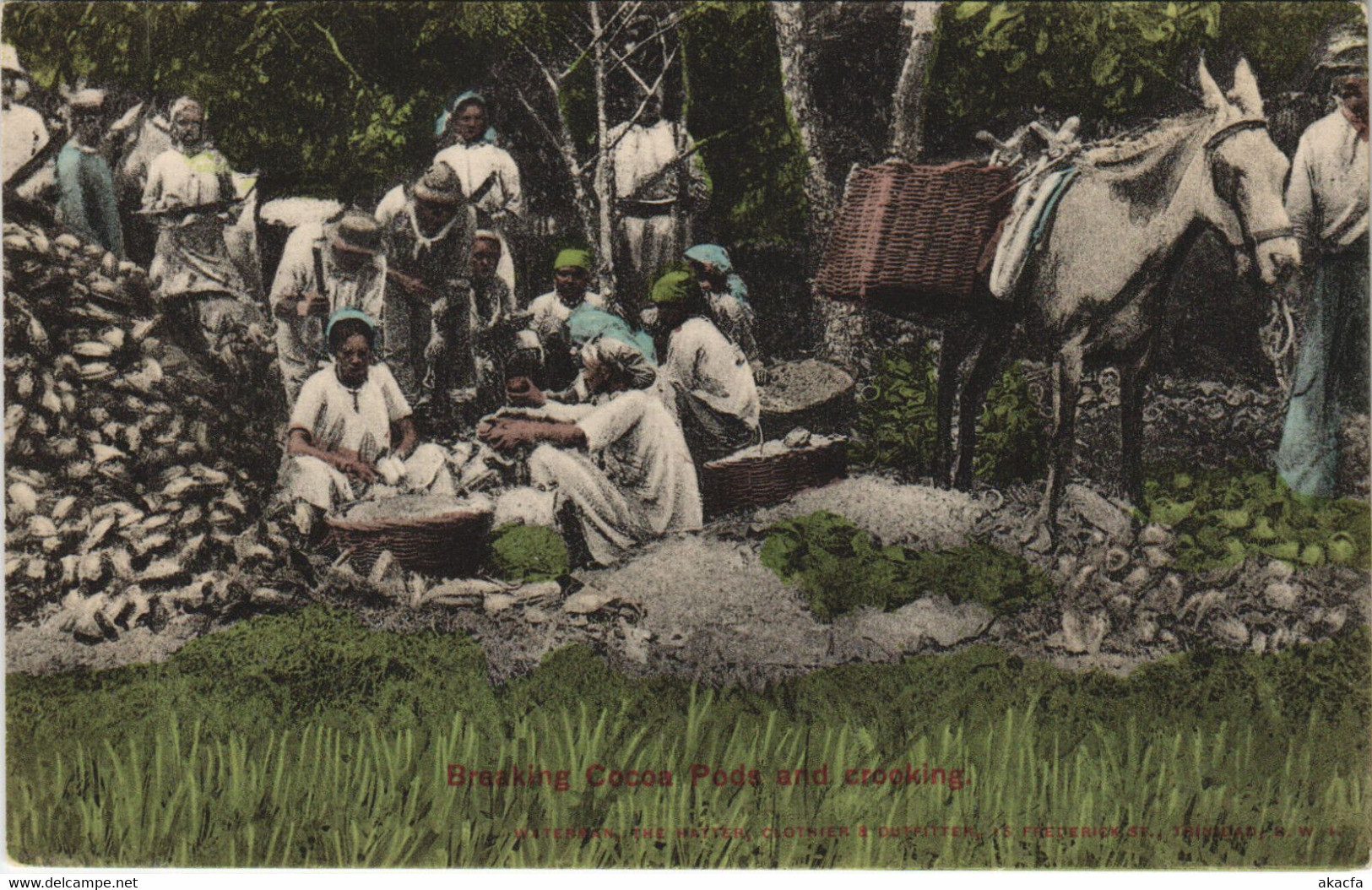 PC TRINIDAD, BREAKING COCOA PODS AND CROOKING, Vintage Postcard (b44157) - Trinidad